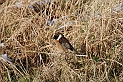 Stonechat male - C